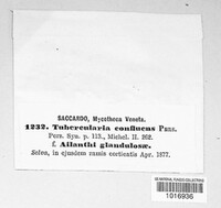 Tubercularia confluens image
